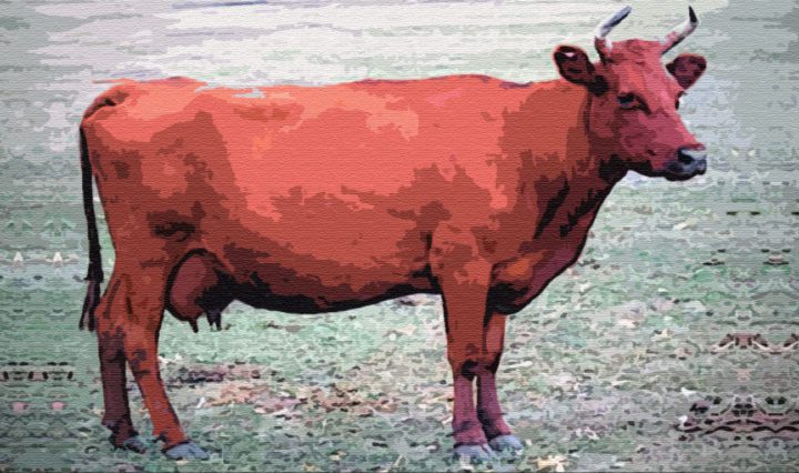 Бурая корова